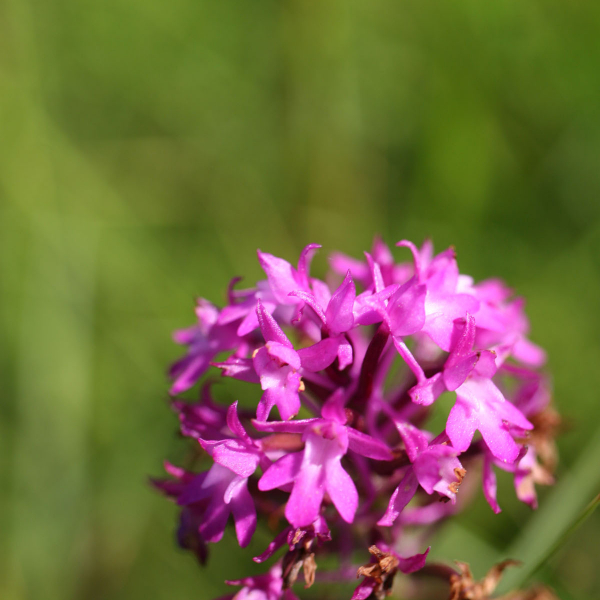 Anacamptis pyramidalis